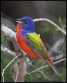 _2SB3101 painted bunting